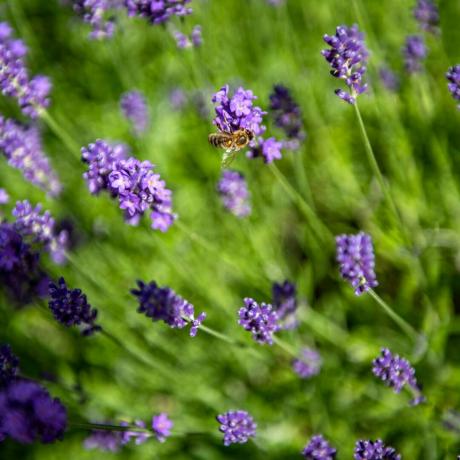 Крупним планом бджола на квітці лаванди