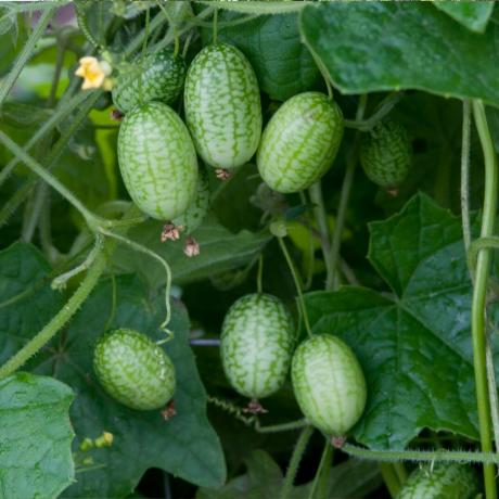 Wie man Cucamelons aus Samen züchtet: eine einfache Schritt-für-Schritt-Anleitung