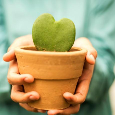 Ruce držící květináč s rostlinou hoya kerrii ve tvaru srdce