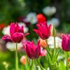 L'astuce géniale de David Domoney pour planter des bulbes pour le printemps
