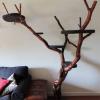 Sju spektakulära kattträd för att rädda din soffa