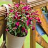 새로운 식물을 무료로 키우기 위해 자홍색 절단을 하는 방법