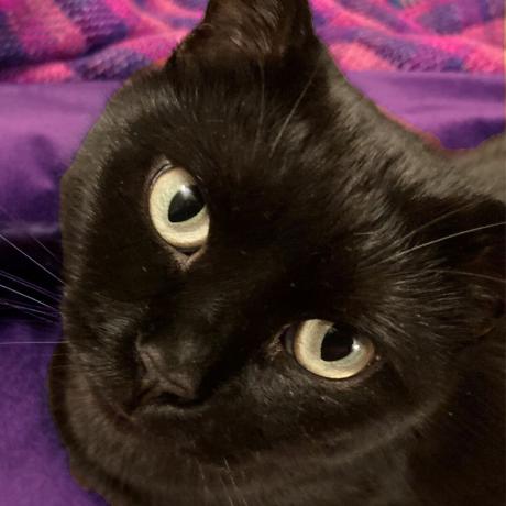 μαύρη γάτα στον καναπέ