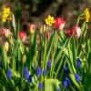Цибулинні лазаньї: найкращий спосіб посадити весняні цибулинні в горщики