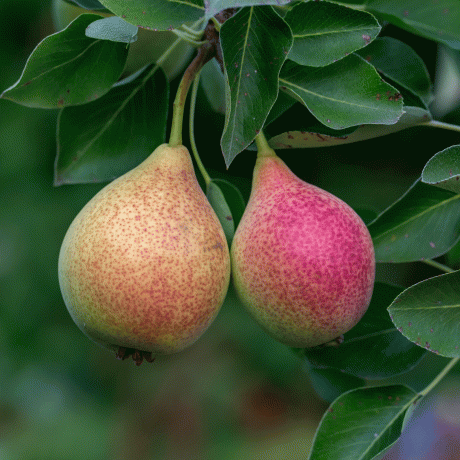 Päärynäpuu