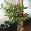צמחי צ'ילי חורפים - איך לשמור על הצמחים שלך בחיים